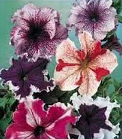 Seme cveća: Petunia Hybrida Superbissima Mix (1500 semenki)