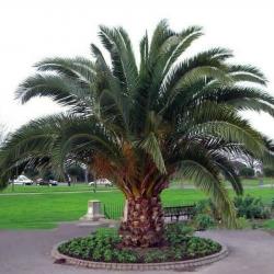 Seme drveća: Phoenix Canariensis (10 semenki)