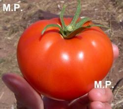 Seme povrća: Backi paradajz-nije hibrid