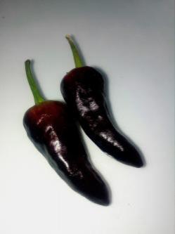 Seme povrća: Black Mamba Chilli