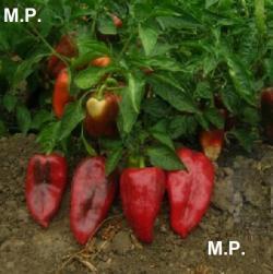 Seme povrća: Elephant ear peppers-ajvaruša