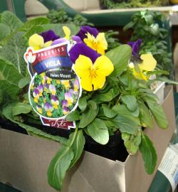 Seme cveća: Viola Helen Mount-za saksije