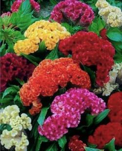 Seme cveća: Cockscomb - Celosia cristata