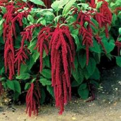 Seme cveća: Amaranthus caudatus