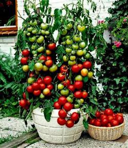 Seme povrća: Balkonzauber tomato - balkonski mnogorodan cherry