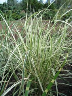 Trave: Miscanthus sinensis Variegata