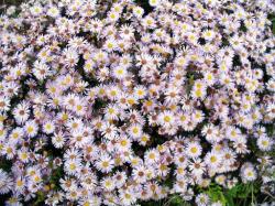 Perene: Aster dumosus Anneke