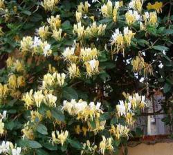 Sadnice - puzavice: Lonicera japonica