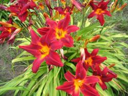 Perene: Hemerocallis Cherry Point