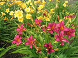 Perene: Hemerocallis Strutter Ball