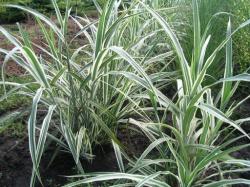 Trave: Miscanthus sinensis Cosmopolitan