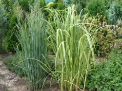 Trave: Panicum virgatum Heavy Metal