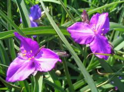 Perene: Tradescantia X andersoniana Karminglut