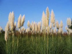 Trave: Cortaderia selloana