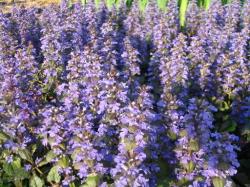 Perene: Ajuga reptans Atropurpurea