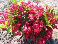 Sadnice - žbunaste vrste: Weigela florida Red Prince