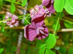 Sadnice - puzavice:  Akebia quinata, eng. Chocolate vine