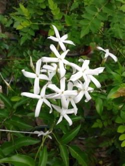 Sadnice - puzavice: Jasmin Azoricum (Azorski jasmin)