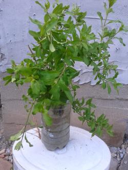 Sadnice - žbunaste vrste: Tibetanski godži (lycium barbarum)