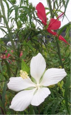 Sadnice - žbunaste vrste: Hibiscus coccineus alba sadnica 40-50cm