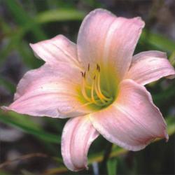 Perene: P88126-Hemerocallis Winsome Lady