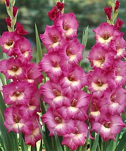 Lukovice: Gladiolus Wind Song-5 lukovica