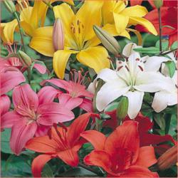 Perene: Lilium asiatic mix 77109-5 sadnica