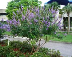 Sadnice - žbunaste vrste: P369-Vitex agnus - Leptir žbun-1 sadnica