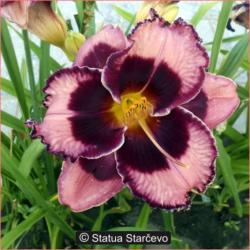 Perene: HEMEROCALLIS Edge of Darkness-P10071