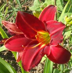 Perene: Hemerocallis Chicago Cardinal P420