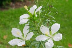 Sadnice - žbunaste vrste: Hibiscus coccineus alba sadnica 40cm