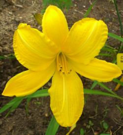 Perene: Hemerocallis Cartwheels P421