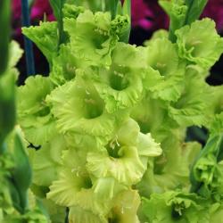 Lukovice: Gladiolus Green Star