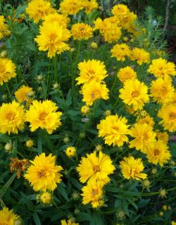 Perene: P051 - COREOPSIS Early sunrise - 1 sadnica