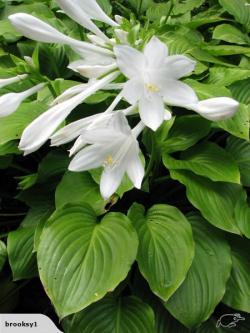 Perene: HOSTA Plantainea Grandiflora P031-1 sadnica