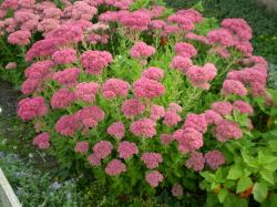 Perene: P258 - Sedum spectabile-debela koka