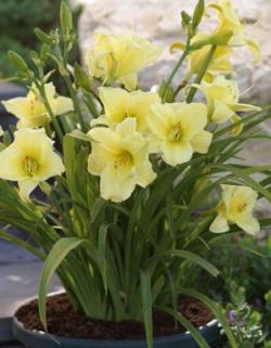 Perene: Hemerocallis Fragrant Returns P617