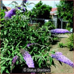 Sadnice - žbunaste vrste: P0164-Buddleia - letnji jorgovan lila