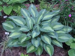 Perene: P628-Hosta Kiwi Full Monty