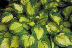 Perene: Hosta Paradigm-P10099-1 sadnica