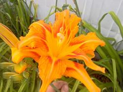 Perene: HEMEROCALLIS Double Orange P00510