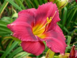 Perene: P530-Hemerocallis Siloam Show Girl