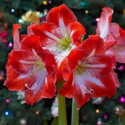 Lukovice: Amaryllis Striped (Red & White)