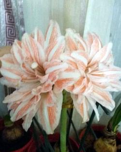 Lukovice: AMARYLLIS Double Striped – 1 lukovica