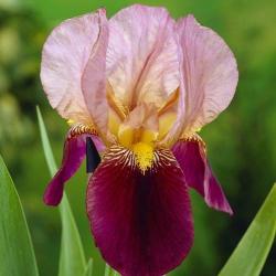 Perene: IRIS GERMANICA AMBASSADEUR P282