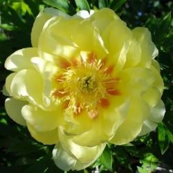 Sadnice - žbunaste vrste: Božur-Paeonia Bartzella (itoh) 02074 - 1 sadnica