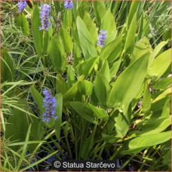 Perene: 79754 - Pontederia cordata