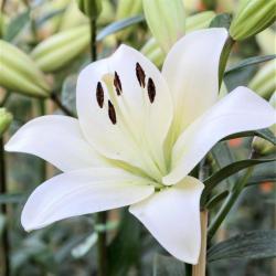 Lukovice: Ljiljan-Lilium Asiatic White