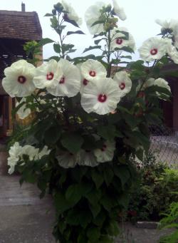 Sadnice - žbunaste vrste: Hibiscus Moscheutos Disco Bele White 60+cm