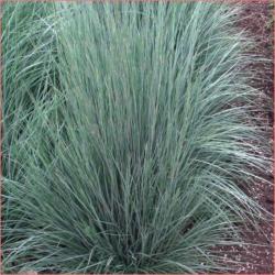 Trave: P0101 - Andropogon scoparius- 1 sadnica